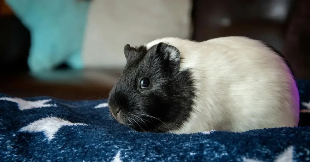 Guinea Pigs-Low-Maintenance-Pets