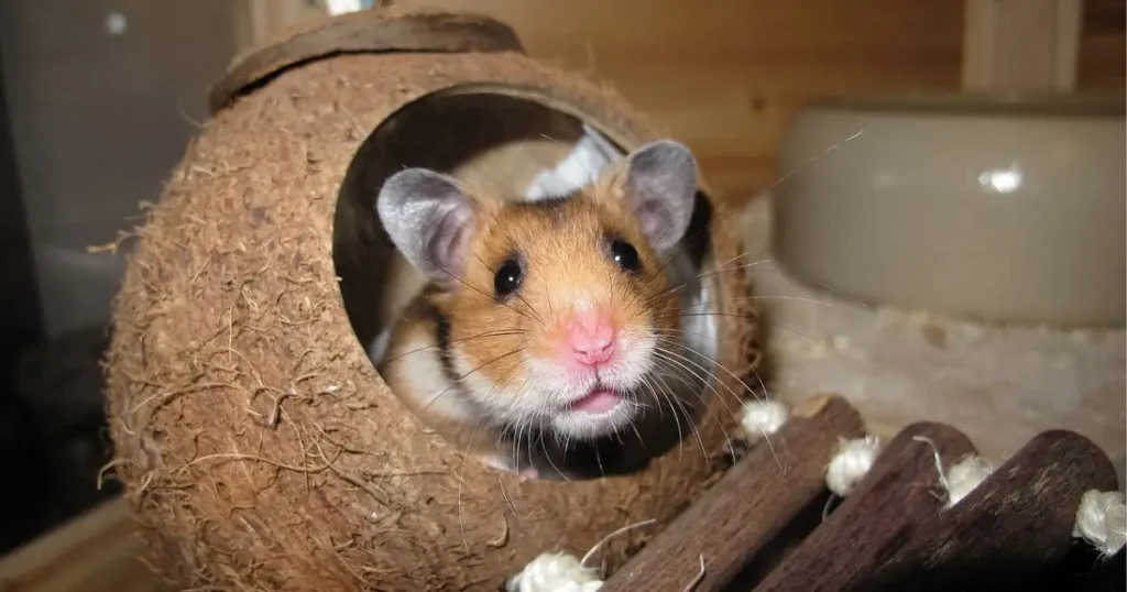 Hamsters-Low-Maintenance-Pets