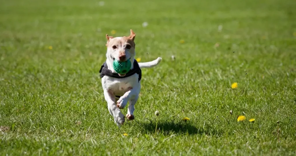 Jack Russell Terrier Farm dog