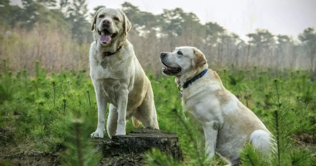 Labrador Retriever Farm dog