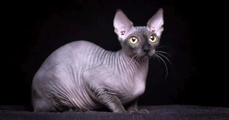 Minskin Cat