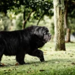 Newfoundland Black dog