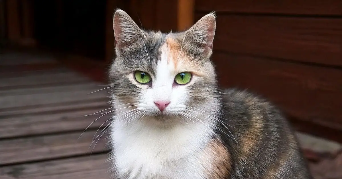 Pastel Calico Cat