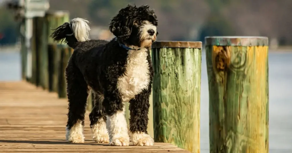 Portuguese Water Dog Black dog