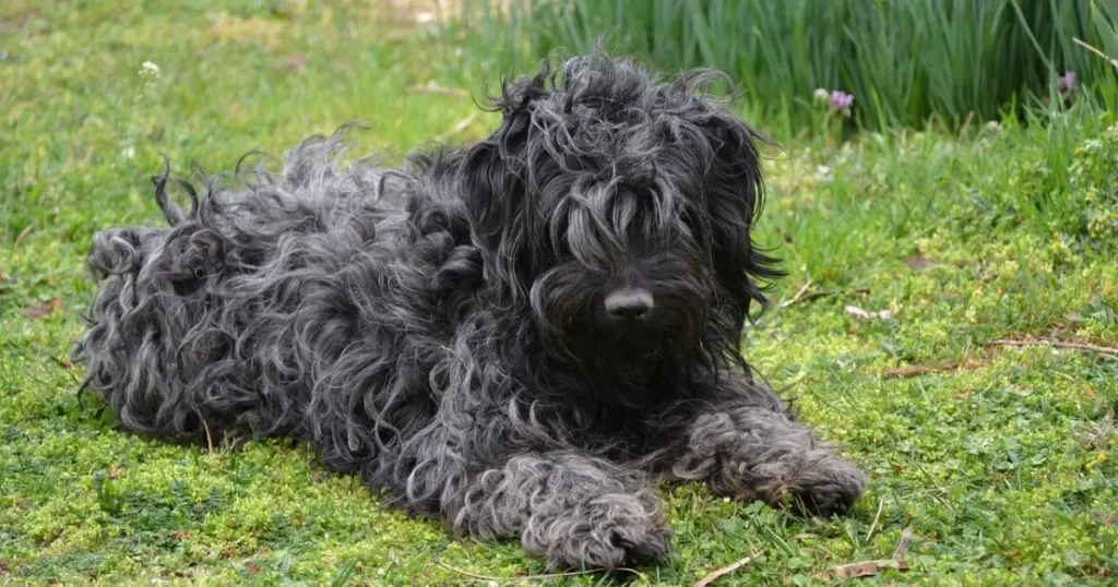 Puli Black dog