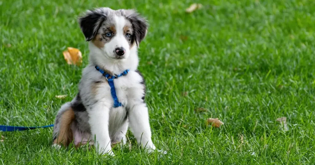 Puppy in Nature