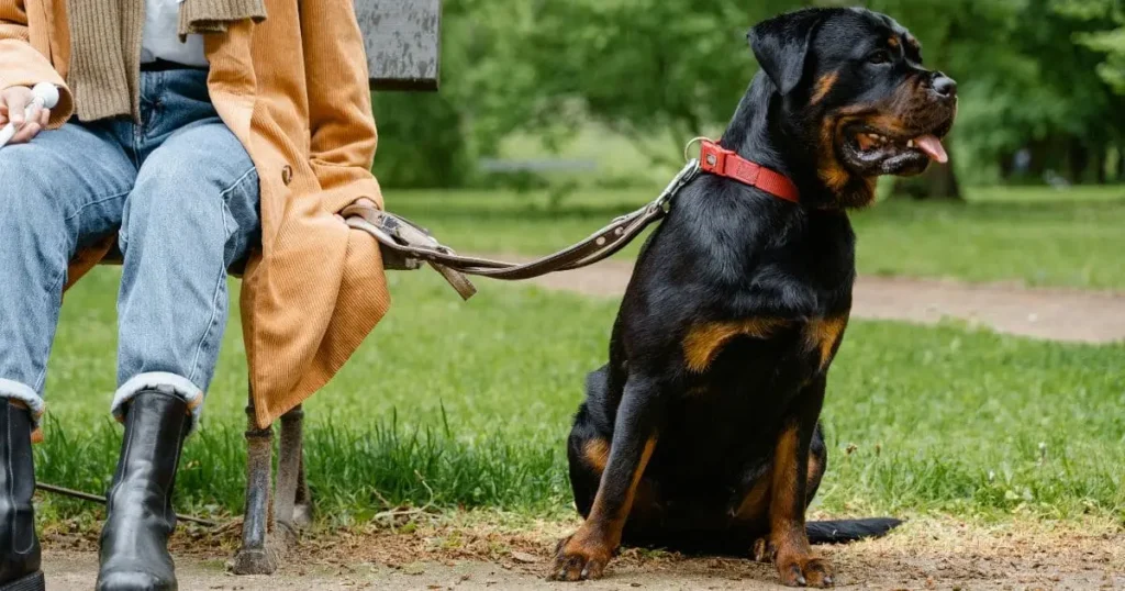 Rottweiler Black dog