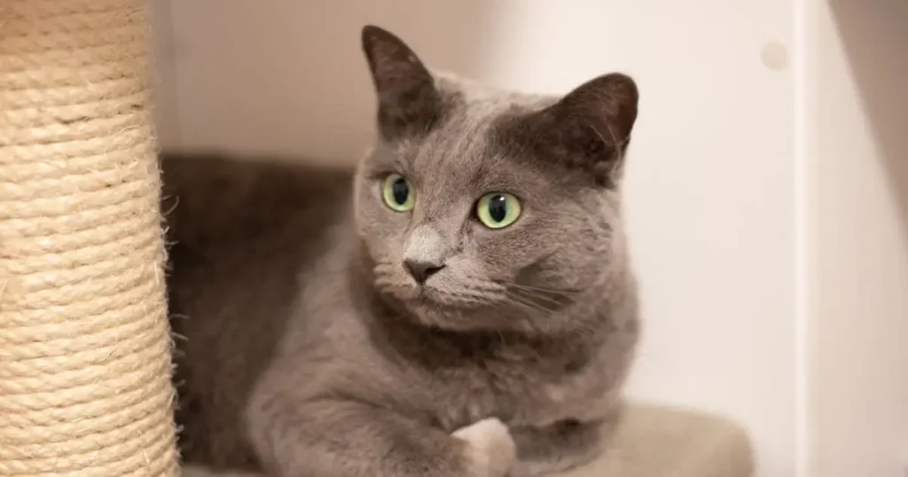 Russian Blue cat with green eyes 