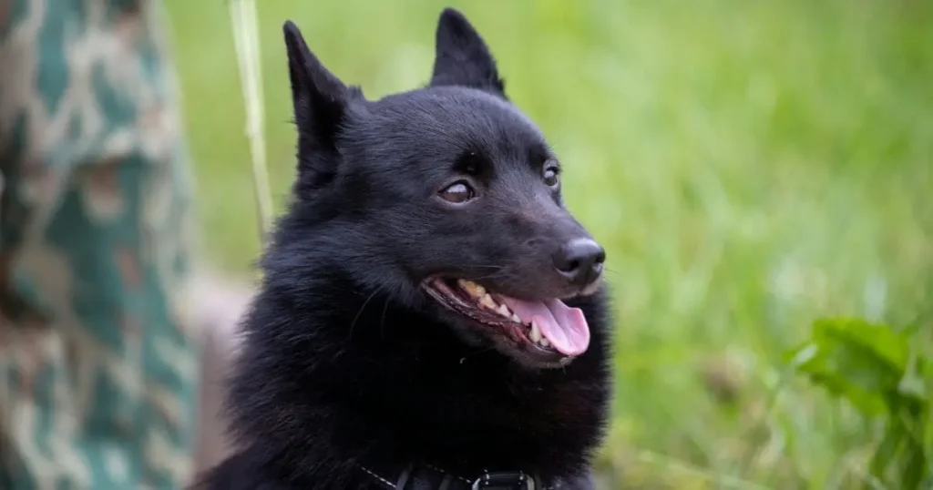 Schipperke Black dog