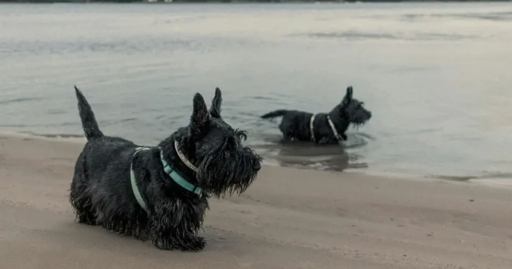 Scottish Terrier Black dog