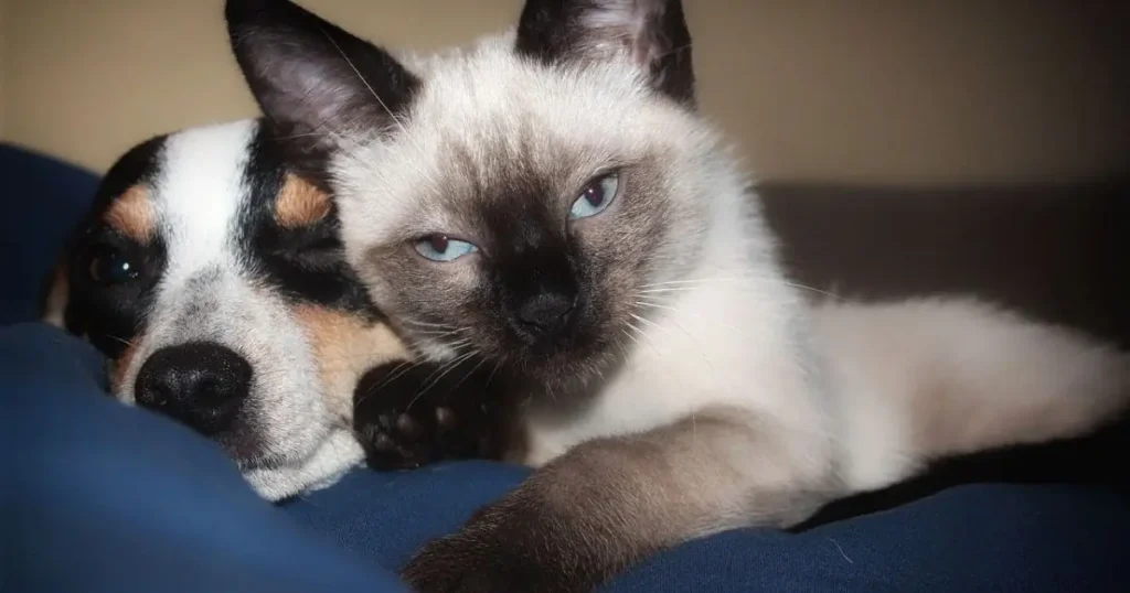 Siamese cat with green eyes