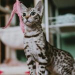 The Silver Bengal Cat: A Gorgeous, Wild-Looking Companion