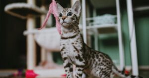 The Silver Bengal Cat: A Gorgeous, Wild-Looking Companion