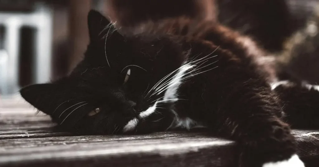 Sleppy Black Ragdoll Cat