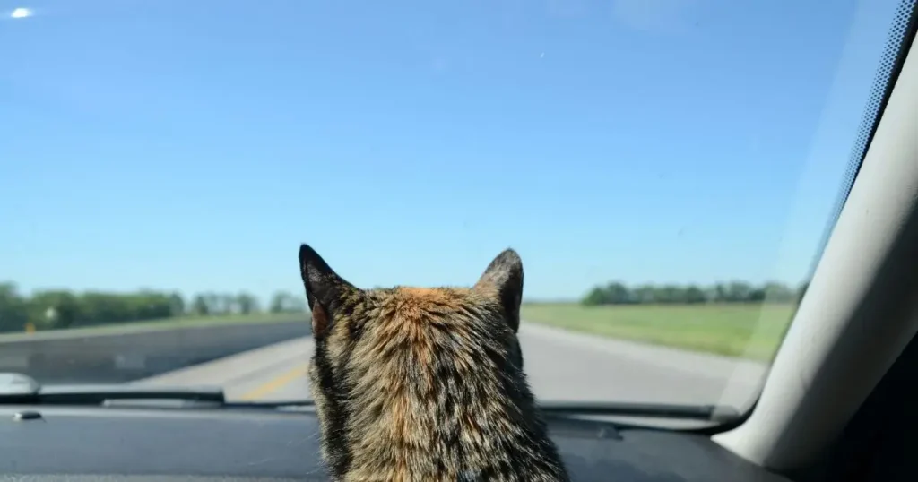 Travel with a cat