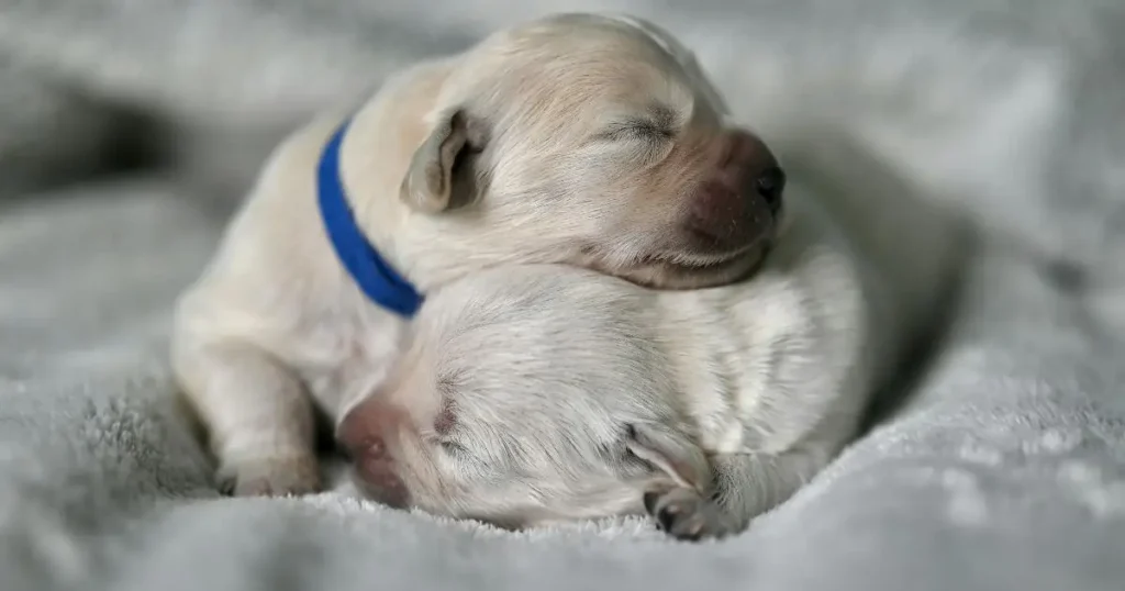 Two sleepy puppies