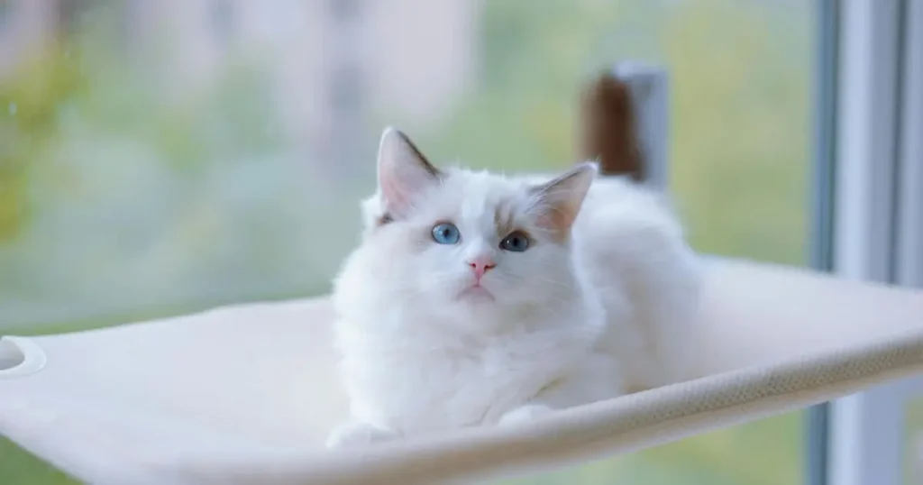 White Ragdoll Cat