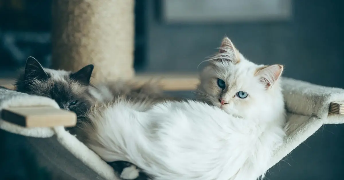 white Ragdoll cat