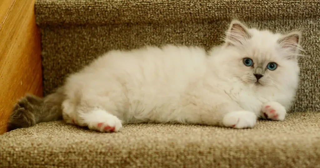 White Ragdoll Kitten