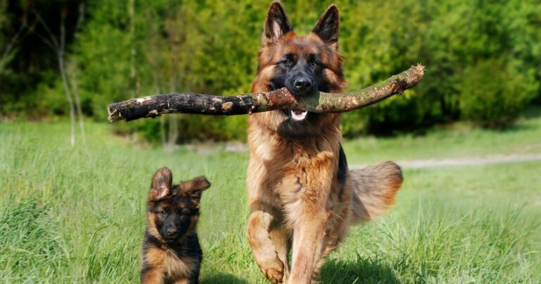 blue Alsatian dog