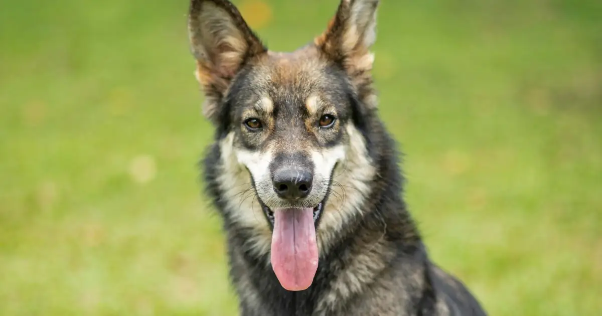 blue Alsatian dog