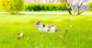 Best Names for Calico Cats