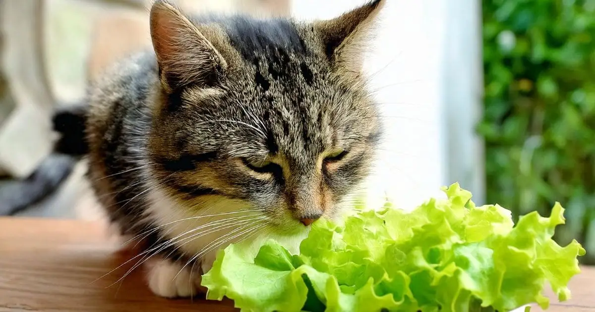 Can Cats Eat Lettuce?