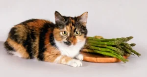 Is Asparagus Toxic to Cats