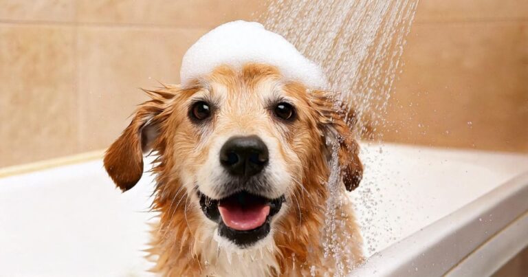 Best dog shampoos