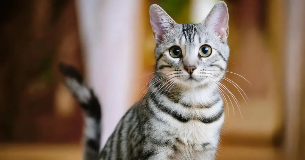 silver Bengals cat portrait