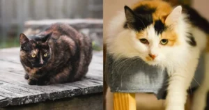 tortoiseshell cat vs calico