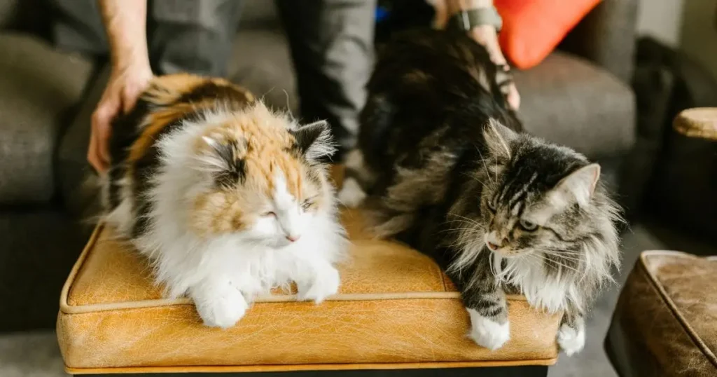 two Calico Maine Coon cat