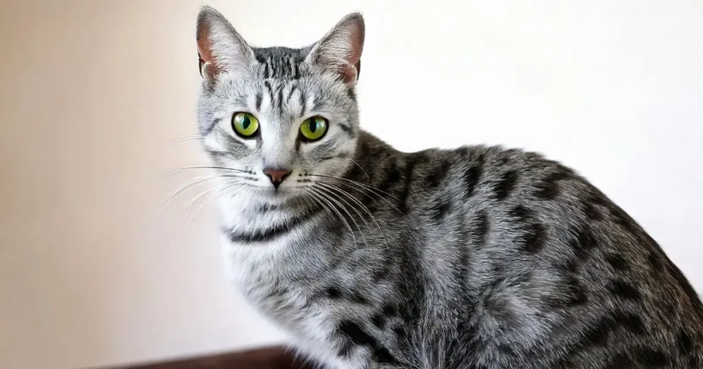 Spotted Egyptian Mau gray cat 