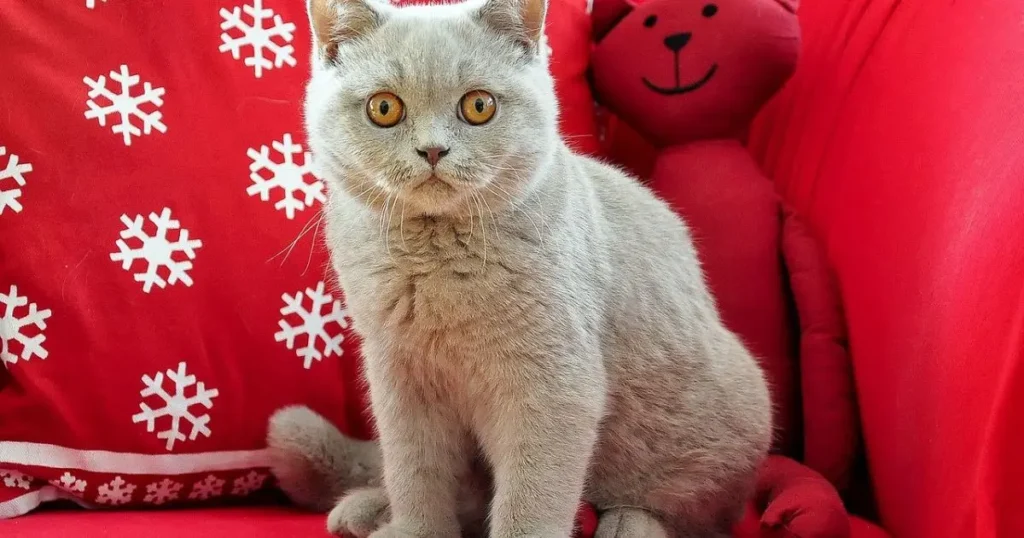 Calm and gentle British Shorthair gray cat breed