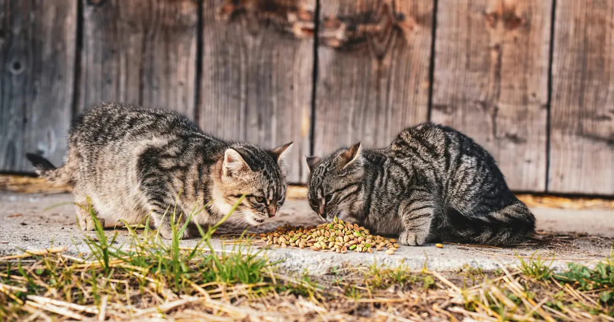 Can Cats Eat Pistachios