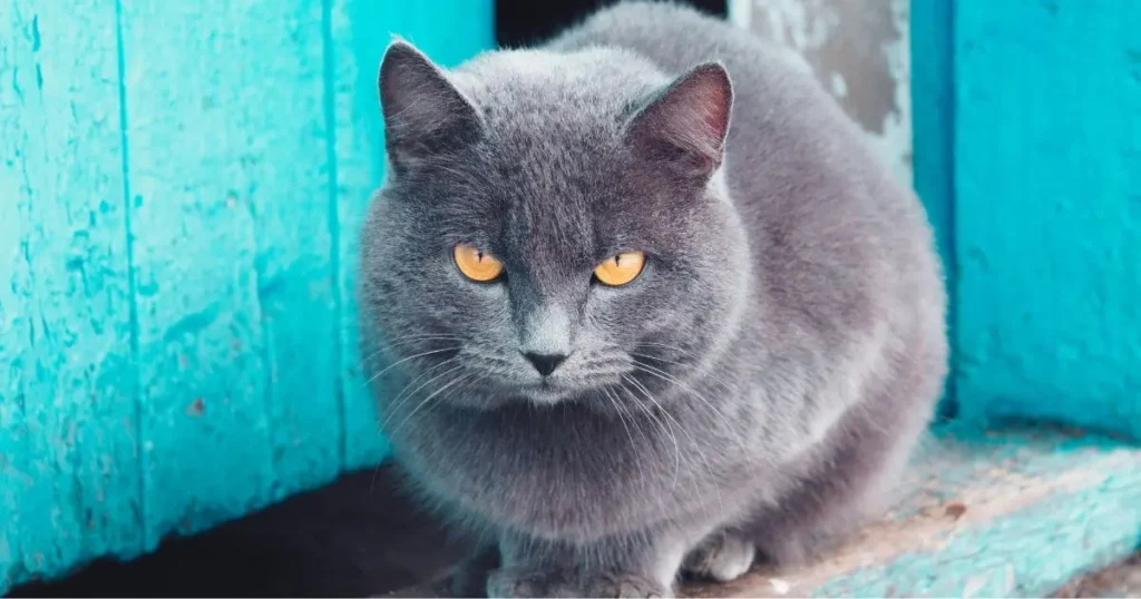 A curious Chartreux gray cat peeking out from a blue door