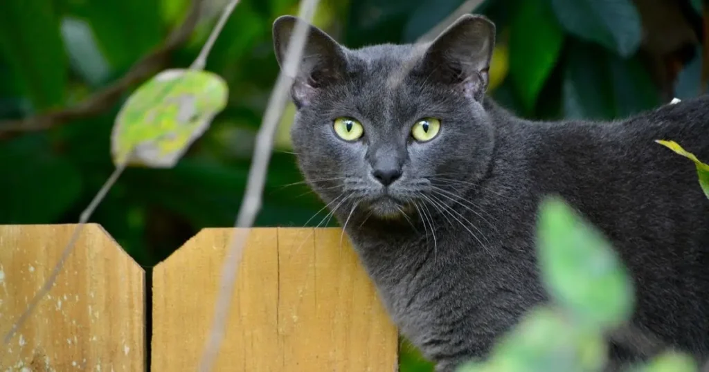 A curious Korat gray cat peeking through the leaves