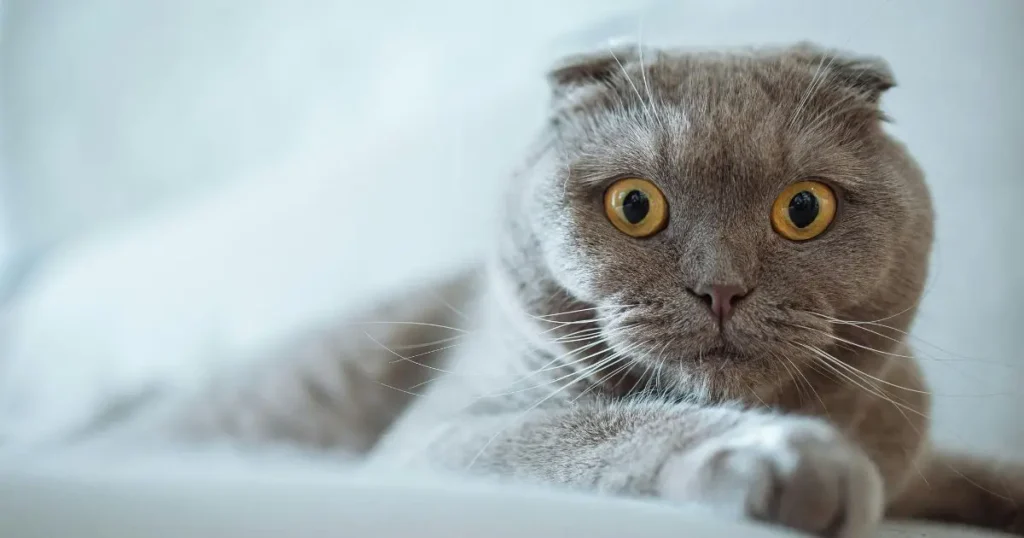 The unique and adorable Scottish Fold cat breed