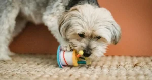 How to Tire Out a Puppy