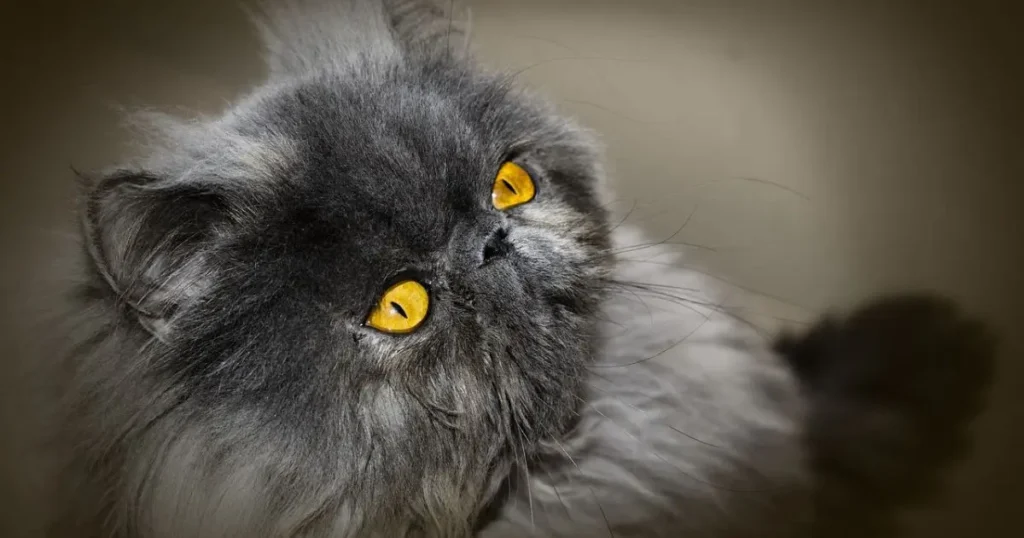 Gentle and docile Persian gray cat