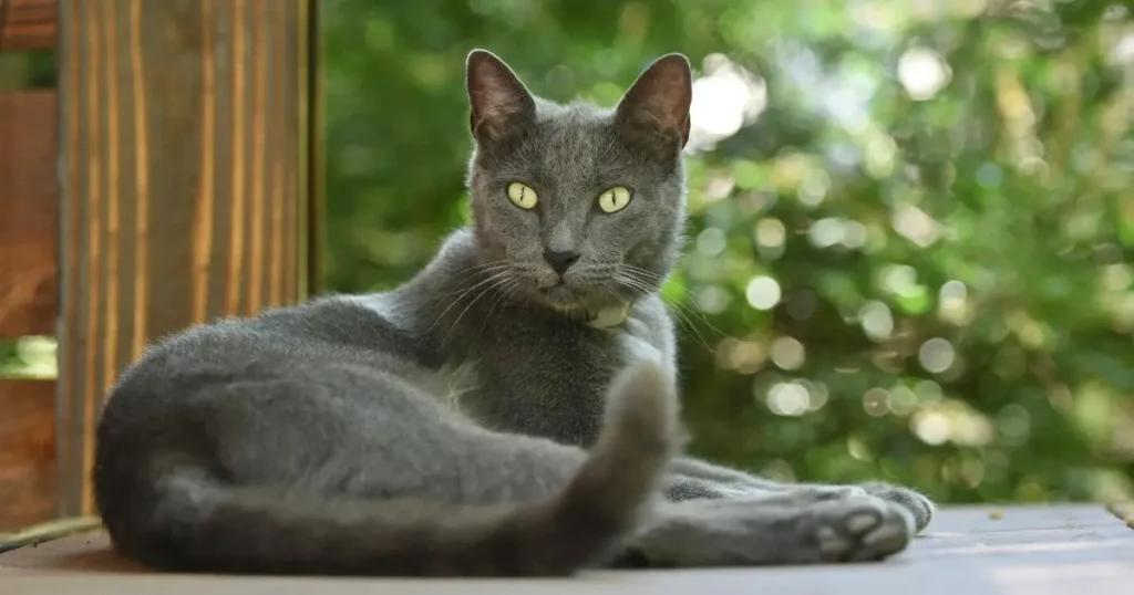 A relaxed domestic Russian blue gray cat enjoying the fresh air