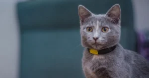 Domestic gray cat with a tracking collar