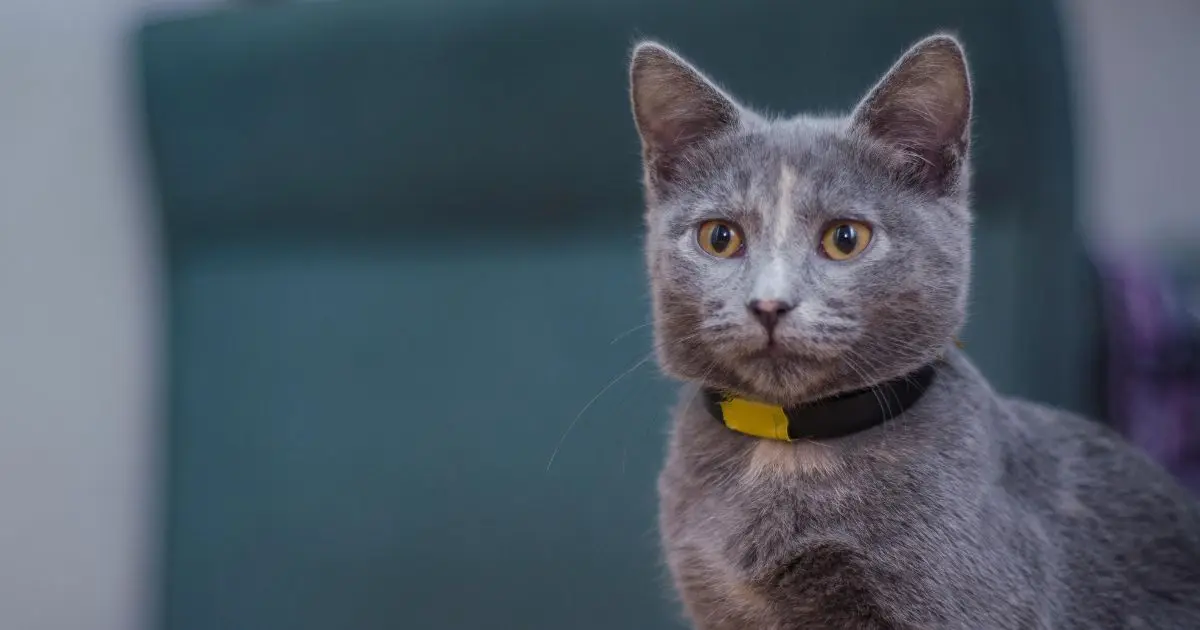 Domestic gray cat with a tracking collar