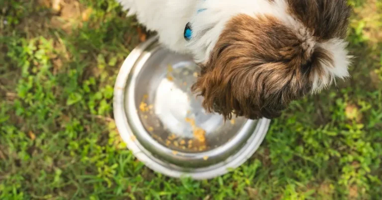 Slow Feeder Dog Bowl